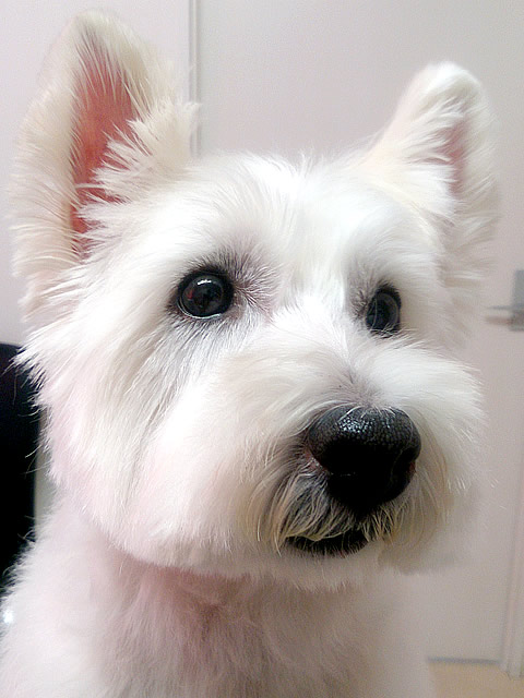 看板犬：グロブ