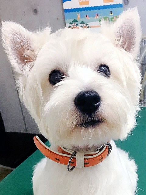 看板犬：ラクト